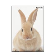 A5ノート[Bestiola] ラビットWH BTL-23-16