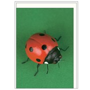 グリーティングカード[Bestiola] テントウムシ BTL-GC-10