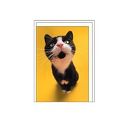 ミニカード[Bestiola] キャットYE BTL-MC-07