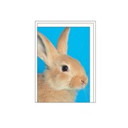 ミニカード[Bestiola] ラビットBL BTL-MC-12