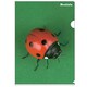 A4クリアホルダー Bestiola テントウムシ BTL-32-10