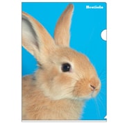A4クリアホルダー Bestiola ラビットBL BTL-32-12