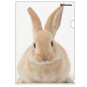 A4クリアホルダー Bestiola ラビッWH BTL-32-16