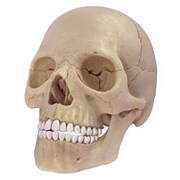 立体パズル 4D VISION 人体解剖 No.23 1/2　頭蓋骨解剖モデル [2018年4月再販]