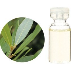 ヨドバシ Com 生活の木 08 449 3360 ベイ ローレル 月桂樹 精油 3ml 通販 全品無料配達