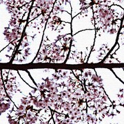 秦義之のファブリックパネル 花 hat-0005