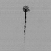 秦義之のファブリックパネル 写真 hat-0006
