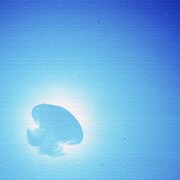 kus-0008 [楠哲也氏が撮影したインテリアパネル 水中]