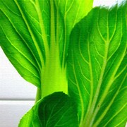 野菜モチーフのインテリアパネル pho-0002
