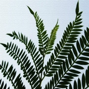 pho-0016 [植物のインテリアパネル]