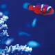 壁掛けインテリアにファブリックパネル カクレクマノミ pho-0032