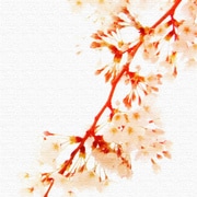 壁掛けインテリアにファブリックパネル 桜 pho-0045