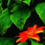 花の写真の壁掛けインテリア pho-0048