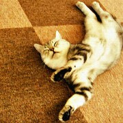 壁掛けインテリアならファブリックパネル 猫 pho-0049