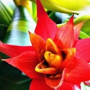 花モチーフのファブリックパネル pho-0058