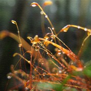 父に日ギフトに風景写真のファブリックパネル rsb-0004