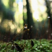 父に日ギフトに風景写真のファブリックパネル rsb-0005