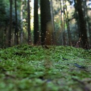 父に日ギフトに風景写真のファブリックパネル rsb-0006