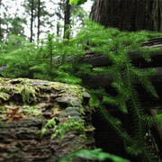 父に日ギフトに風景写真のファブリックパネル rsb-0007