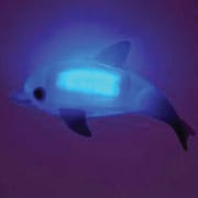おふろの電気消して！光る！イルカ [3歳以上]