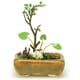 盆栽ミニチュア THE BONSAI 角鉢寄せ植え 茶 [1/12スケール ミニチュアモデル]
