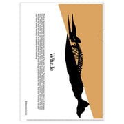 アニマルクリアフォルダ クジラ ANF-021