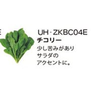UH-ZKBC04E [Green Farm用 水耕栽培種子キット チコリー]