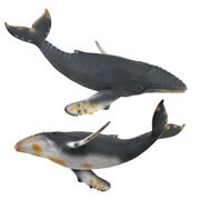 88347 [Collecta ザトウクジラ]