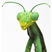 メガカマキリ