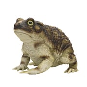 ガマガエル