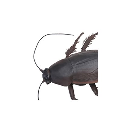 メガゴキブリ