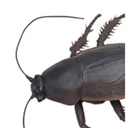 メガゴキブリ