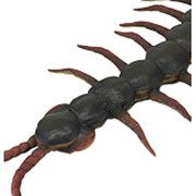 メガムカデ