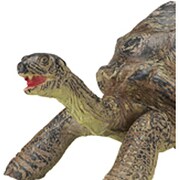 ゾウガメ
