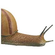 メガかたつむり