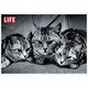 ポストカード LIFE/Three Silver Tabbies J077