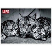 ポストカード LIFE/Three Silver Tabbies J077