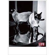 ポストカード LIFE/Posing beside mirrors J078