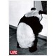 ポストカード LIFE/Giant Panda Chi-Chi J084