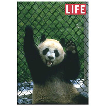 ポストカード LIFE/Giant Panda Ling-Ling J085