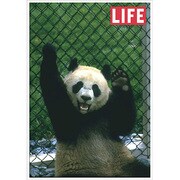 ポストカード LIFE/Giant Panda Ling-Ling J085