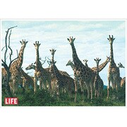 ポストカード LIFE/Giraffes J087