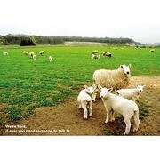 ポストカード Sheep J118