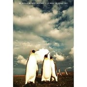 ポストカード Penguins J133