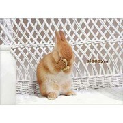 ポストカード Sleepy Bunny J135