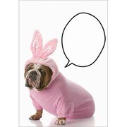 ポストカード BUNNY DOG J214