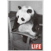 ポストカード LIFE/Chi-Chi Sitting in Chair J238