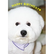 ポストカード HAPPY BIRTHDAY J242