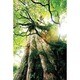 AP071 [APポスター 屋久島（縄文杉）]