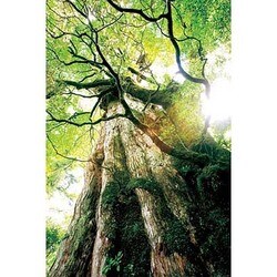 屋久杉様向専用ページ ヨドバシ.com - アクティブ AP071 [APポスター 屋久島（縄文杉